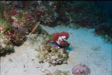 NUDIBRANCH ON SPONGE