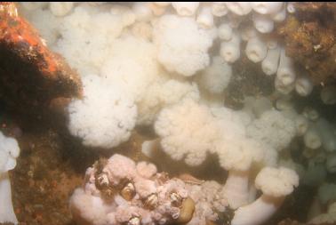 plumose anemones under overhang