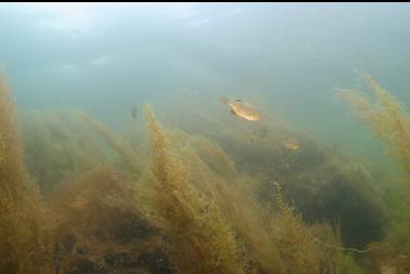 perch in shallows