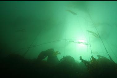 kelp at top of wall