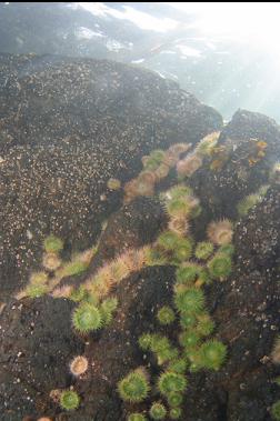 anemones under boat