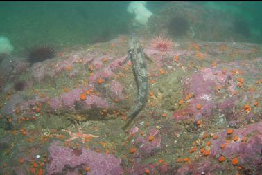 small lingcod