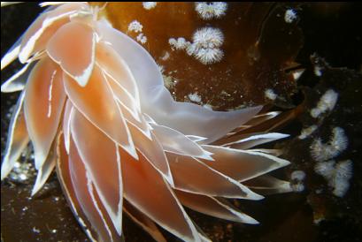 nudibranch