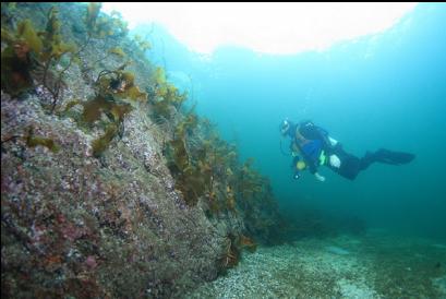 small stalked kelp in shallows