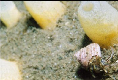 HERMIT CRAB ON SPONGE