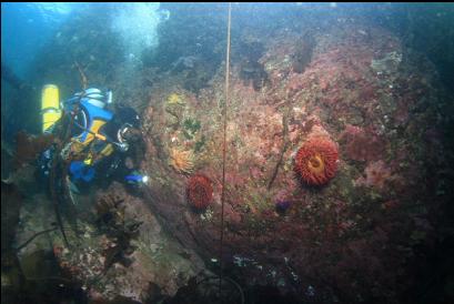 anemones