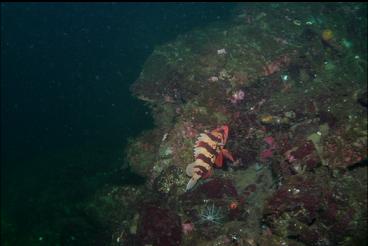 TIGER ROCKFISH