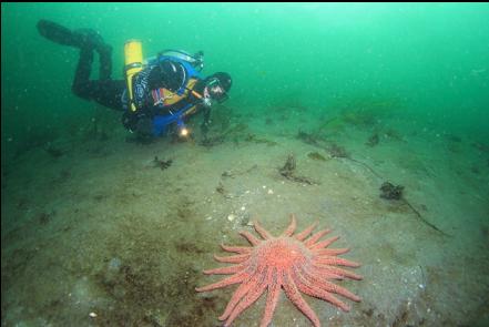 sunflower star at the top of the slope