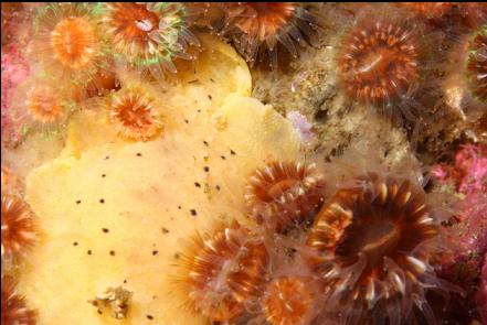 nudibranch and cup corals