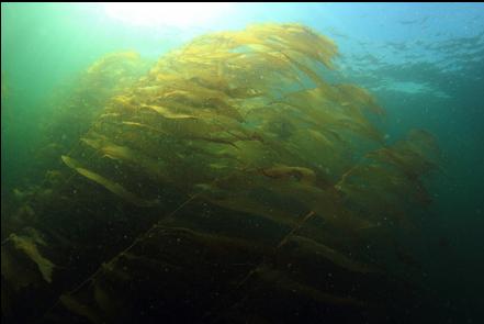 giant kelp