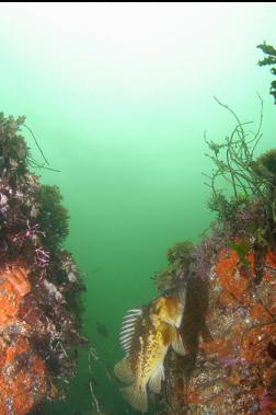 COPPER ROCKFISH IN SHALLOWS