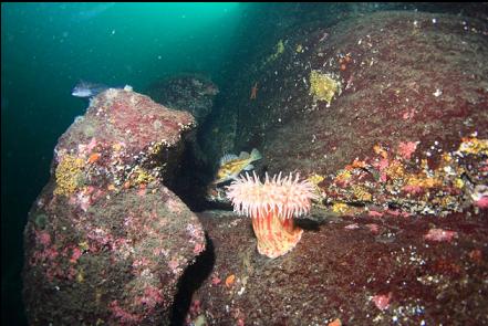 painted anemone, copper rockfish and kelp greenling