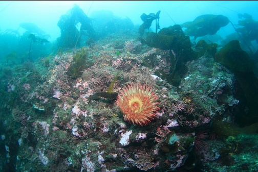 fish-eating anemone