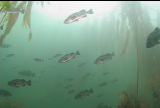 ROCKFISH IN KELP