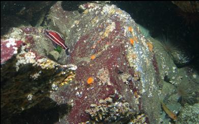 JUVENILE YELLOWEYE ROCKFISH