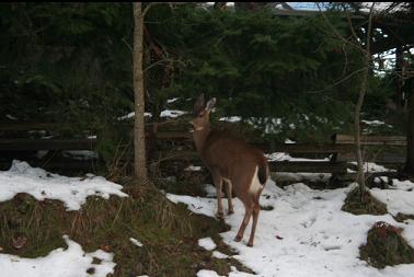 Deer by side of road