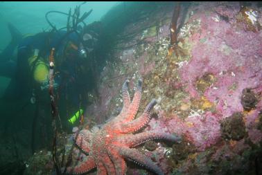 sunflower star in shallows