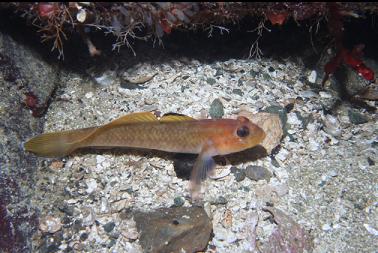 black-eye goby
