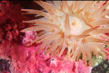 anemone and hydrocoral