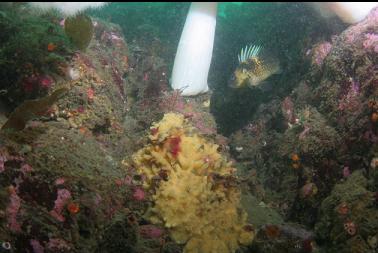 quillback rockfish and yellow sponge