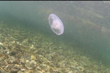 moon jelly