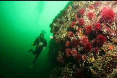 urchins on wall