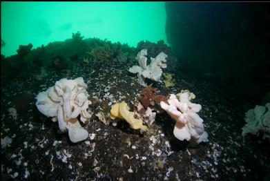 sponges over edge of wall