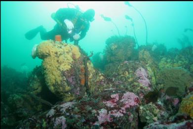 boulders on sewer pipe reef