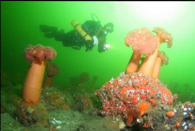 plumose anemones