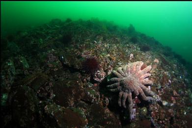 sunflower star on rubble slope