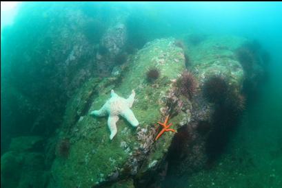 seastars and urchins at base of islet