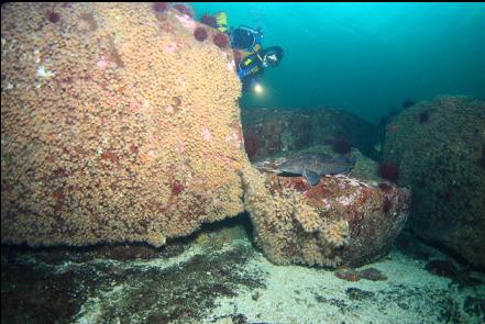 lincod and zoanthid-covered boulders
