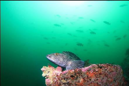 lingcod and school of black rockfish