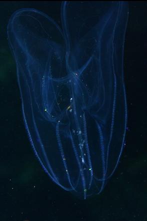 comb jelly