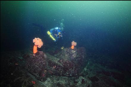 plumose anemones