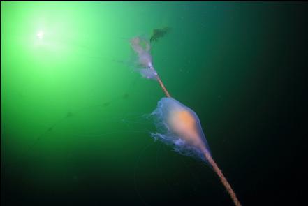 jellyfish on a rope