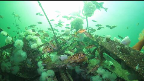 copper rockfish above the collapsed wheelhouse