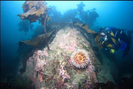 fish-eating anemone