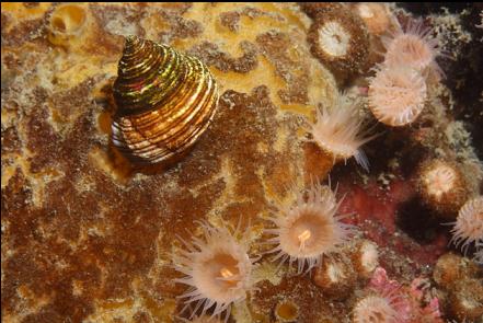 zoanthids, sponge and snail