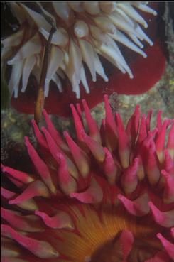 FISH-EATING ANEMONE