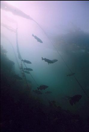 ROCKFISH IN KELP