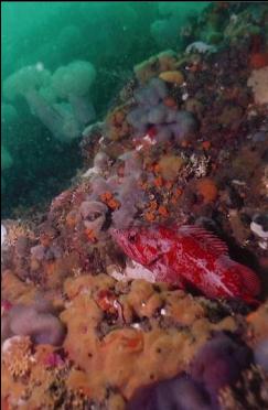 VERMILLION ROCKFISH ON WALL