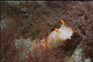 NUDIBRANCH