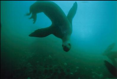 SEA LION