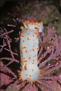 CLOWN NUDIBRANCH