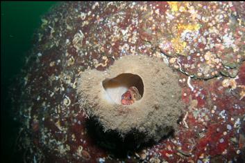 ROCKFISH IN BOOT SPONGE