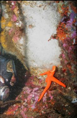 SEASTAR AND WHITE HYDROIDS