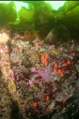 tunicates