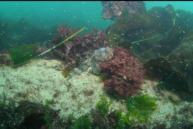 buffalo sculpin on silty metal beam