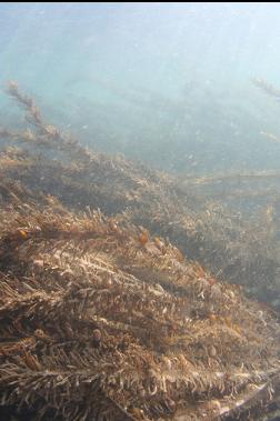 feather boa kelp